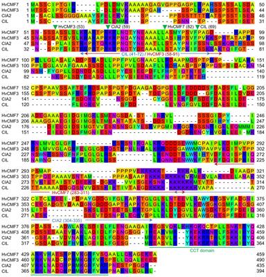 The Arabidopsis AAC Proteins CIL and CIA2 Are Sub-functionalized Paralogs Involved in Chloroplast Development